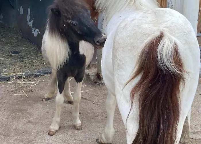 לינה וארוחת בוקר Hisa Pep's Ivanjkovci